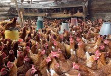 Ghana to produce 100% local chicken in 3 years